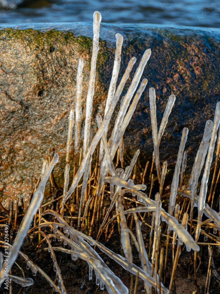 abstract formations of frozen sea reeds