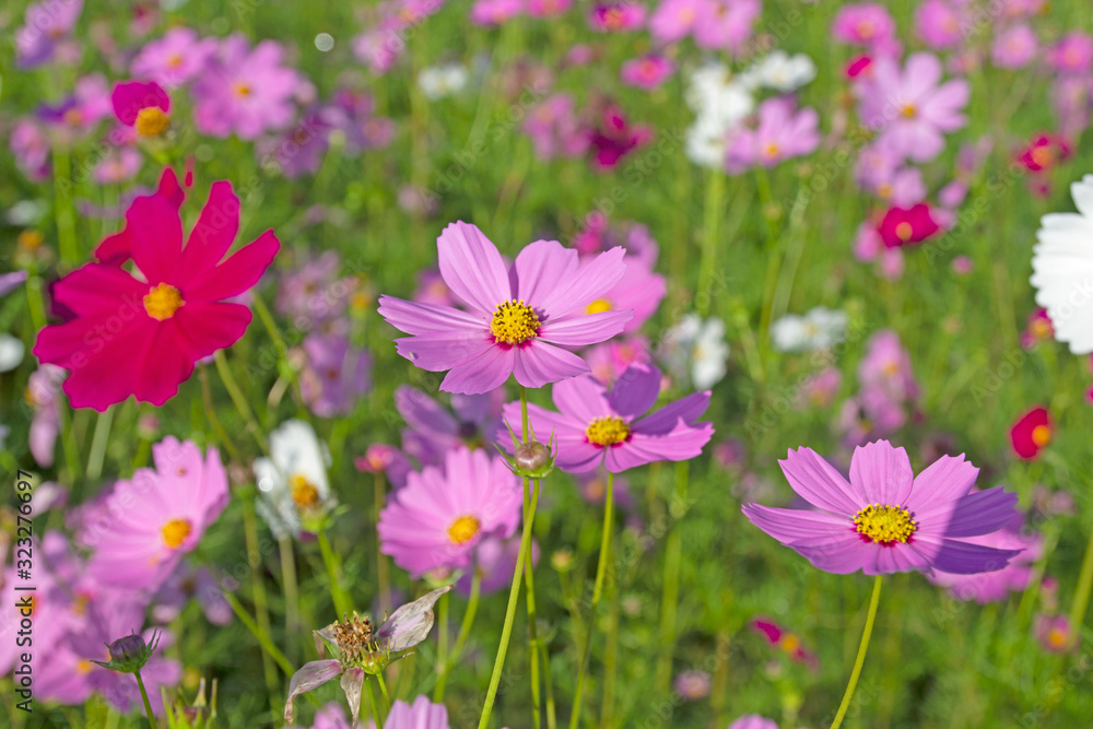 cosmos flowers are bloom on the garden.