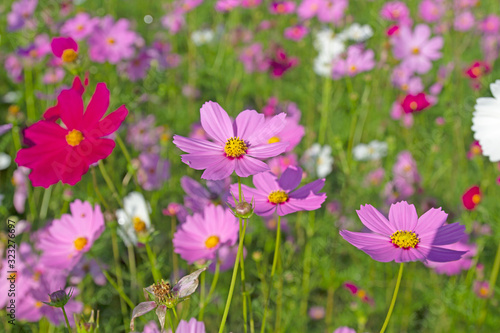 cosmos flowers are bloom on the garden.