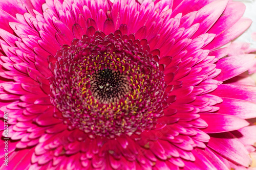 Close up view of bright pink gerbera flower with dark core as natural background.
