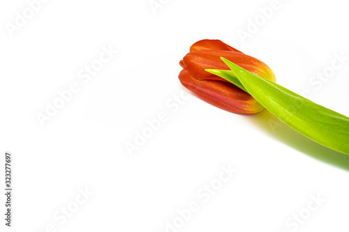 Red tulip with green leaf on the white background