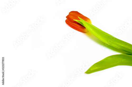 Red tulip with green leaf on the white background