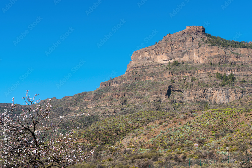 Fototapeta premium Landscape in Gran Canaria showing mountains and specific vegetation