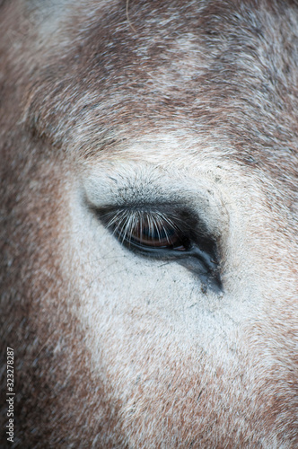 Gros plan sur l'oeil d'un âne. Close-up on the eye of a donkey. © Thierry Rambaud