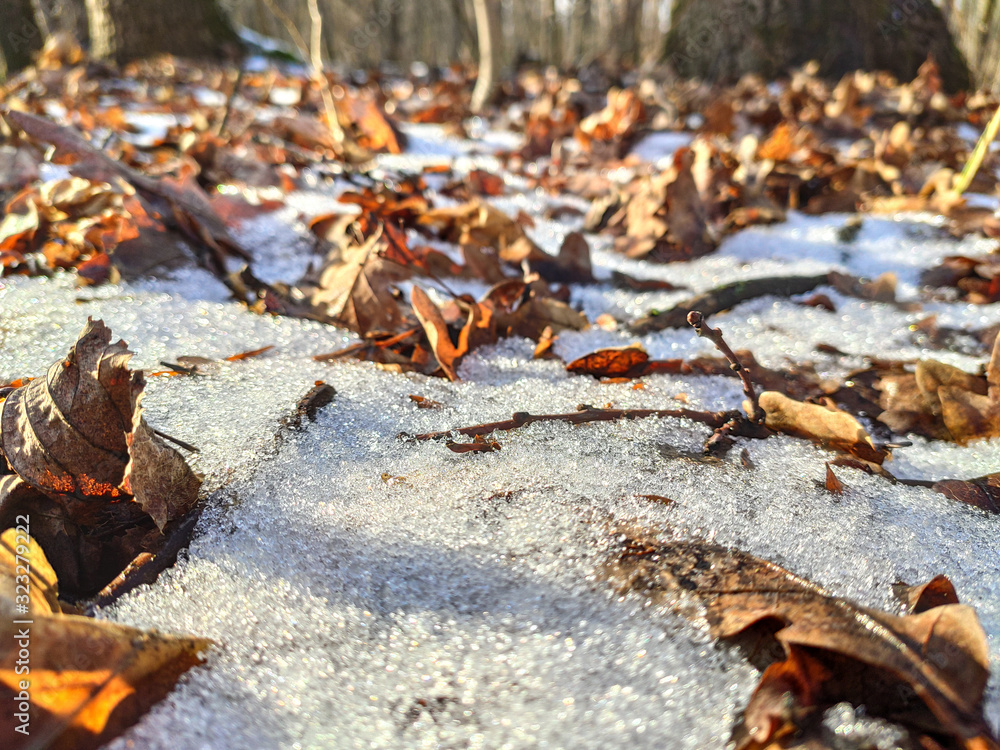 Melting snow on brown leaves forest on sunny day Melting snow on brown leaves forest on sunny day