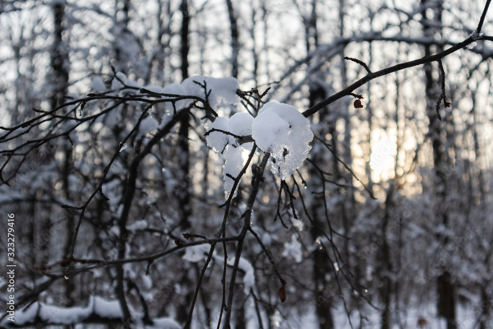 Melting spring time snow on tree branch close-up Melting spring time snow on tree branch close-up