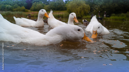 Fototapeta Naklejka Na Ścianę i Meble -  Large White Aylesbury Pekin Peking Duck Goose Low level water view with white plumage and yellow beaks and bills group flock photo