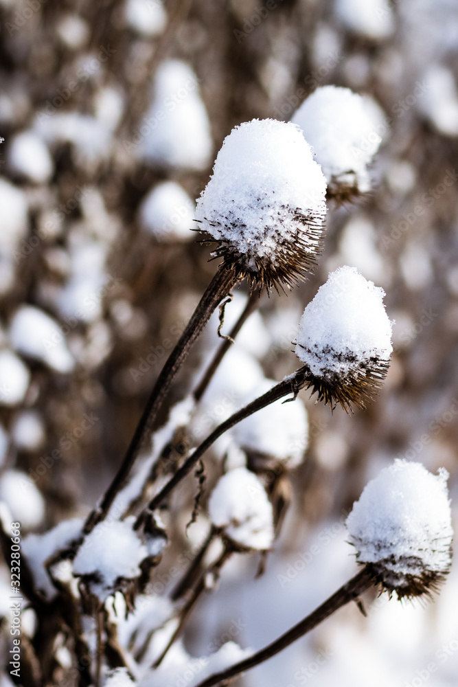 Snow-capped cone flower seed pod in the garden awaits the coming of spring in Germantown, Wisconsin Snow-capped cone flower seed pod in the garden awaits the coming of spring in Germantown, Wisconsin