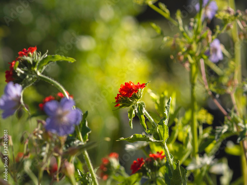 Scarlet red flower of Burning love (Lychnis chalcedonica) blooming in a garden with other flowers, selective focus with blurred front space