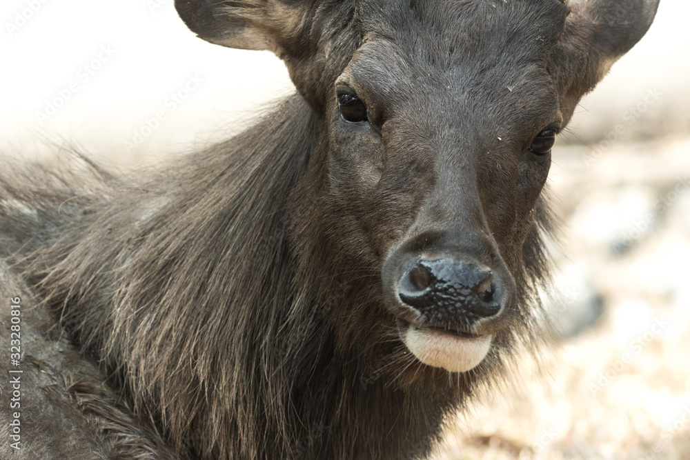 Sambar deer Sambar deer