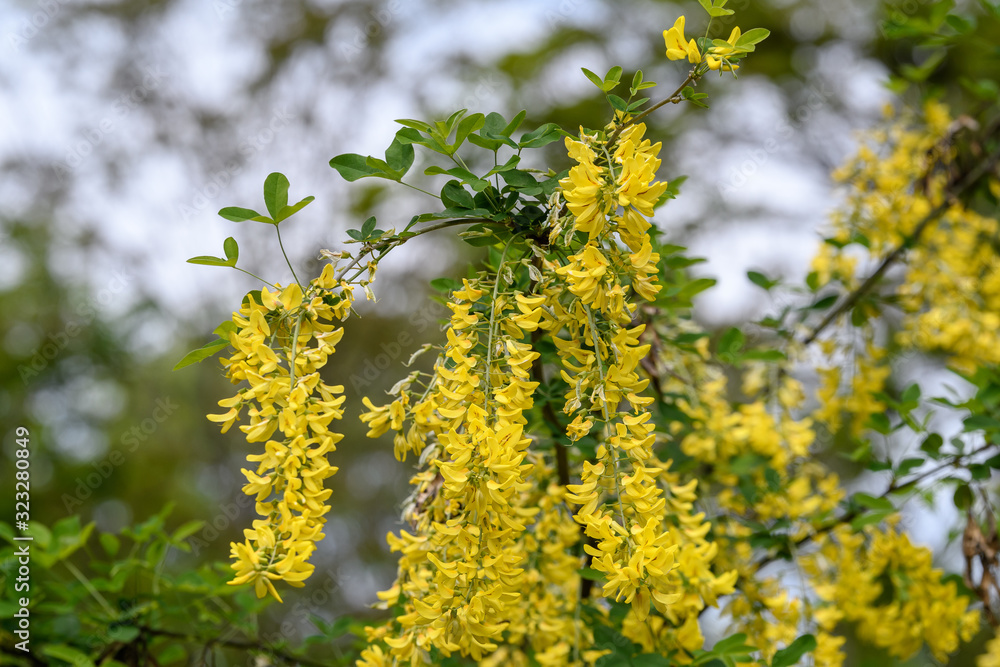 Tree with yellow flowers of Laburnum anagyroides, the common laburnum, golden chain or golden rain, in full bloom in a sunny spring garden, beautiful outdoor floral background