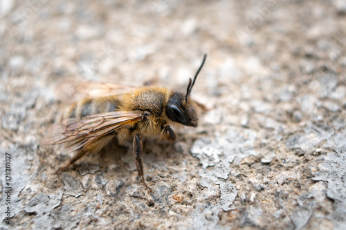 A macro shot of a bee sitting on top of a stone plate