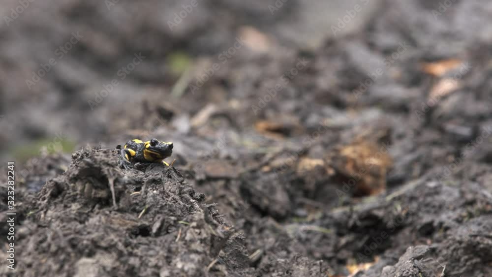 Fire salamander (Salamandra salamandra) in forest, Yellow and Black Salamander moving slowly on moss in the forest. 