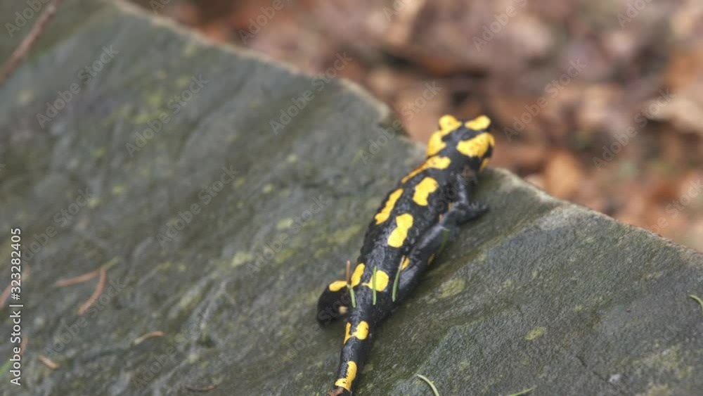 Fire salamander (Salamandra salamandra) in forest, Yellow and Black Salamander moving slowly on moss in the forest. Fire salamander (Salamandra salamandra) in forest, Yellow and Black Salamander moving slowly on moss in the forest.
