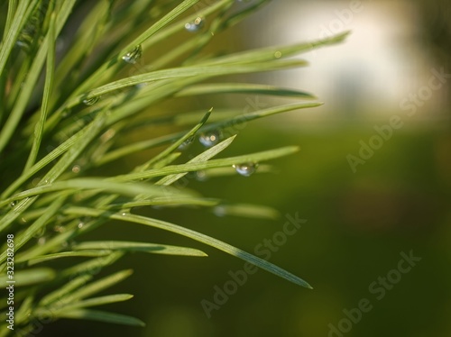 needles of a young Christmas tree in summer  close-up