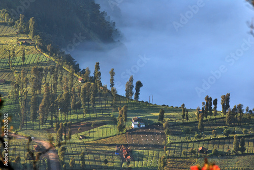 Aerial Landscape Natural Scene of Pine tree forests in the morning with fog and misty on the pine tree at cemoro lawang of Bromo mountain , Indonesia  photo