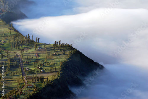 Landscape natural scene of Pine tree forests and a little house in the morning with many fog and sunlight on the pine tree at cemero lawang of Bromo mountain national parks , Indonesia photo