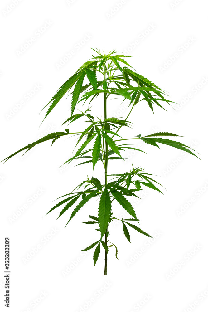Obraz premium Marijuana isolate and clipping path on white background. Cannabis is a standoff between a drug and a medicine. Plant addictive.