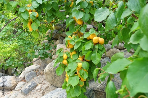 Yellow tasty mature Tibetan apricot (Prunus armeniaca) on branch 2020