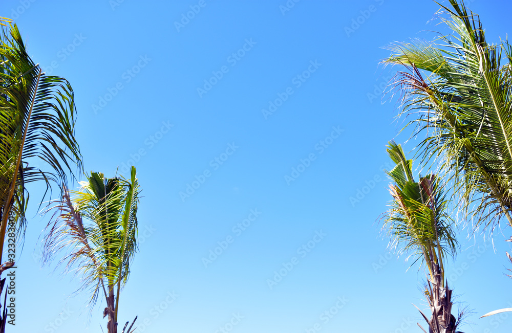 palm tree against blue sky with clouds palm tree against blue sky with clouds
