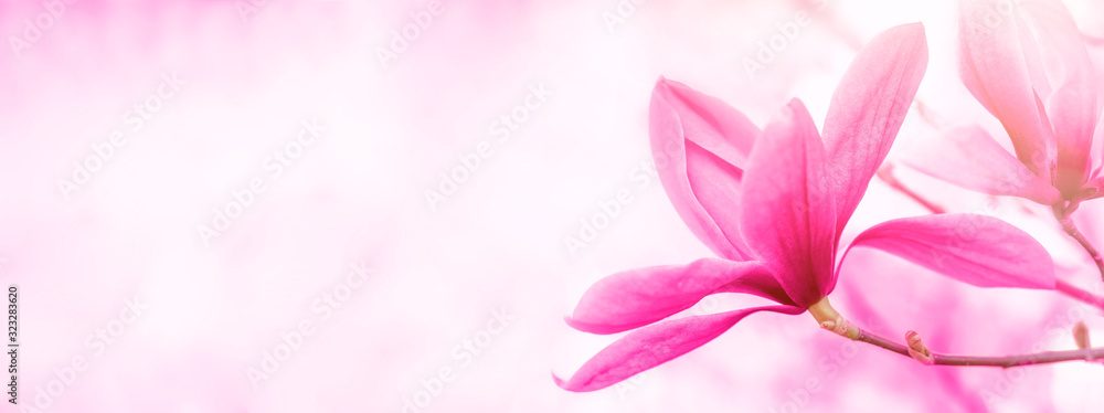 Banner background with copy space.Floral backdrop of pink flowers magnolia.Spring time.