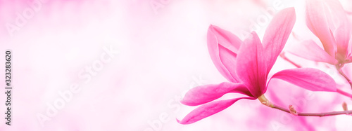 Banner background with copy space.Floral backdrop of pink flowers magnolia.Spring time. © Юлия Усикова