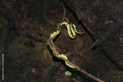The Green Pit Viper waiting to strike ite prey photo