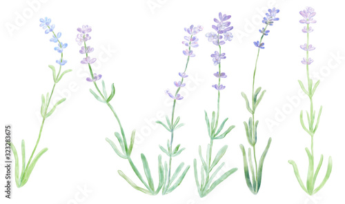 Lavender flowers set on white isolated background. Digital watercolor illustration