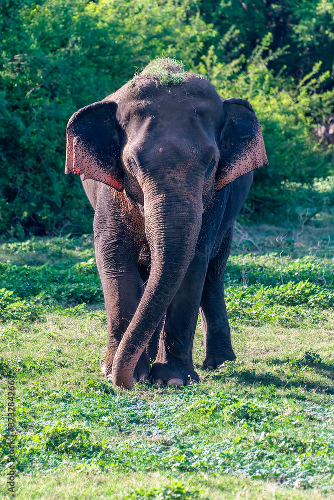 Obraz premium Juvenile male aisian elephant walking in a nature reserve