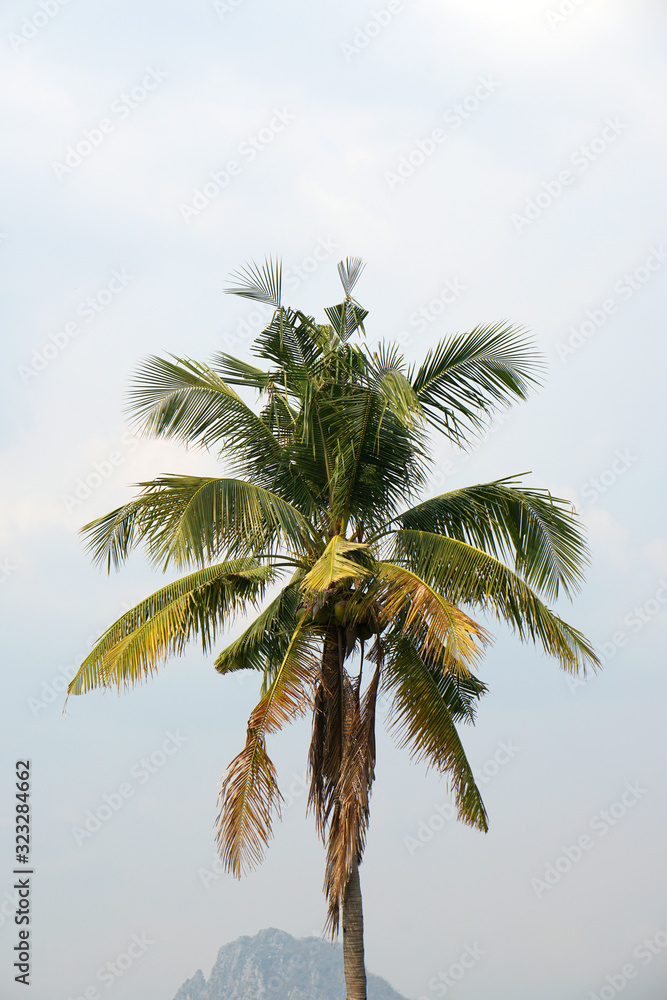 Natural Scene of Coconut tree with Clouds sky