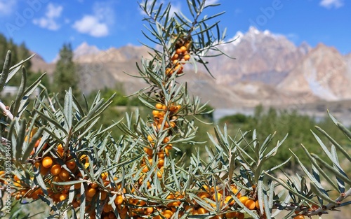 Sea-buckthorn berrys in the Pakistan mountains, Passu cones in background 