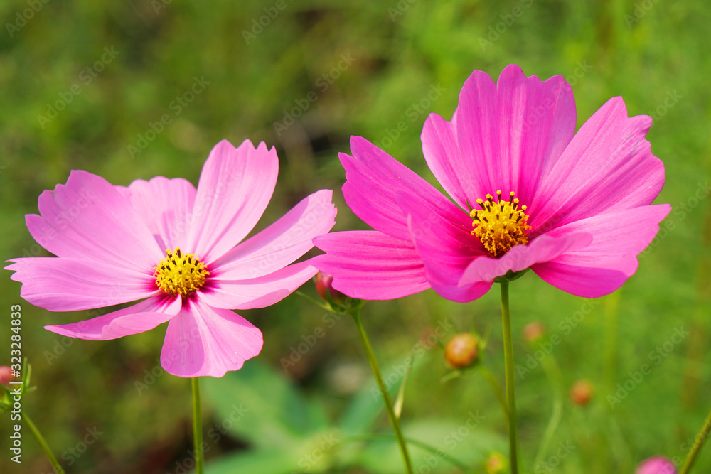 Natural Flowers scene of blooming of pink Sulfur Cosmos with blurred green background Natural Flowers scene of blooming of pink Sulfur Cosmos with blurred green background