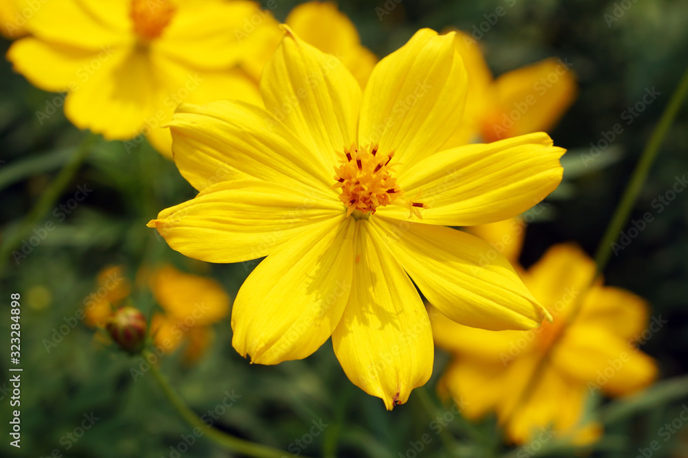 Flowers scene of fresh bloom of yellow Sulfur Cosmos with blurred background - yellow nature garden concept - Floral backdrop and beautiful detail Flowers scene of fresh bloom of yellow Sulfur Cosmos with blurred background - yellow nature garden concept - Floral backdrop and beautiful detail