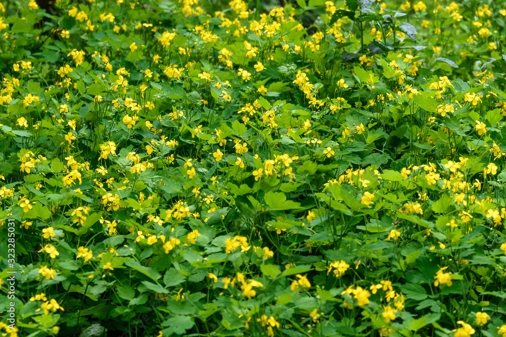 Close up of small yellow flower of Chelidonium majus plant, commonly known as greater celandine, nipplewort, swallowwort, or tetterwort, in a sunny spring garden, beautiful outdoor floral background