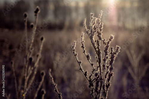 Dry vegetation with particles line in soft tinted color © Евгений Дорганев