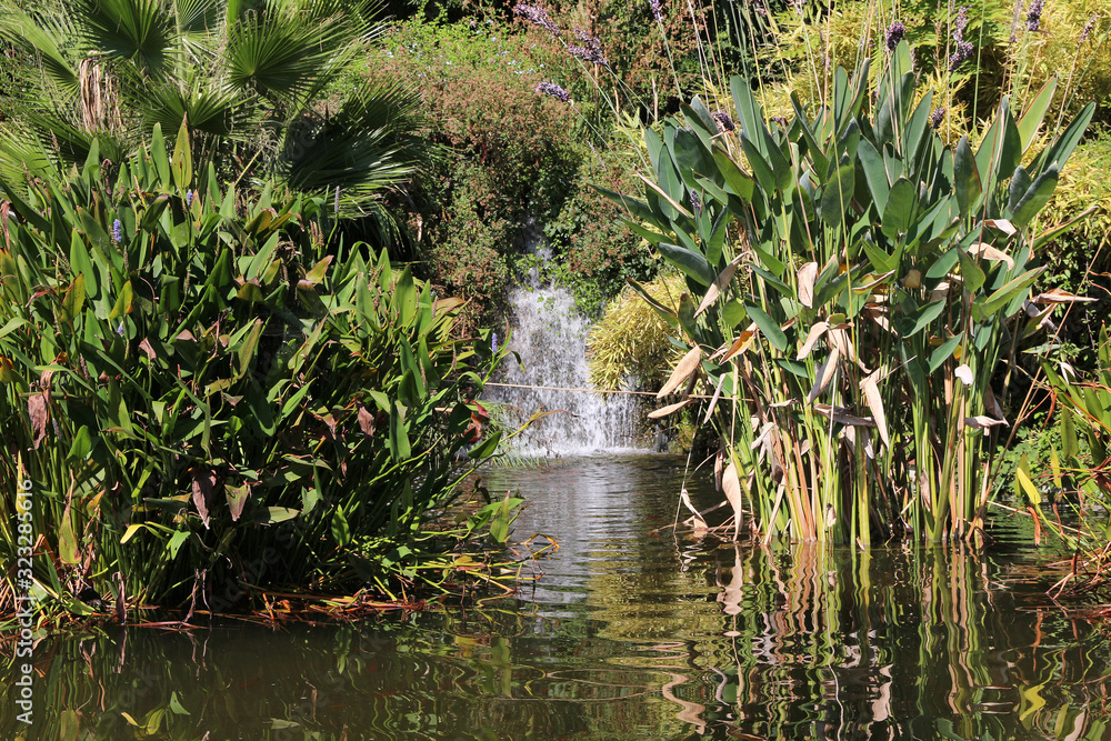 Naklejka premium botanical garden - various plants around waterfalls and pond