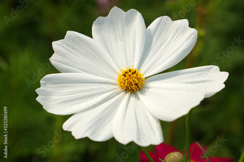 Nature flowers scene of Macro single blooming of white Sulfur Cosmos in the garden - Floral backdrop and beautiful detail