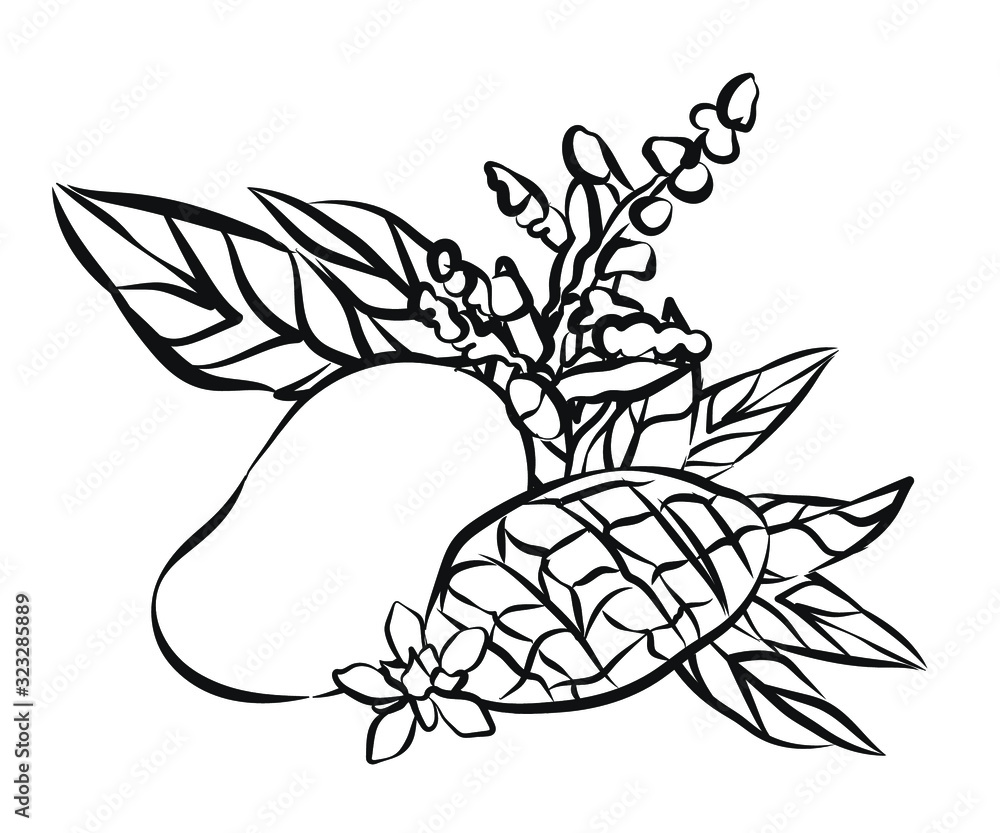 Mango fruits vector set. hand drawn organic food hand drawn sketch engraving illustration. Collection of mango fruits, leaves and slices of mango. Black white mango isolated on a white background. Mango fruits vector set. hand drawn organic food hand drawn sketch engraving illustration. Collection of mango fruits, leaves and slices of mango. Black white mango isolated on a white background.