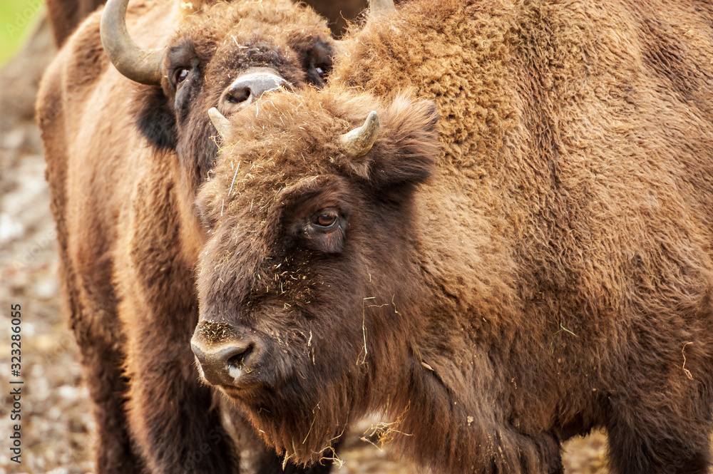 Fototapeta premium Nahaufnahme eines Wisentkopfes