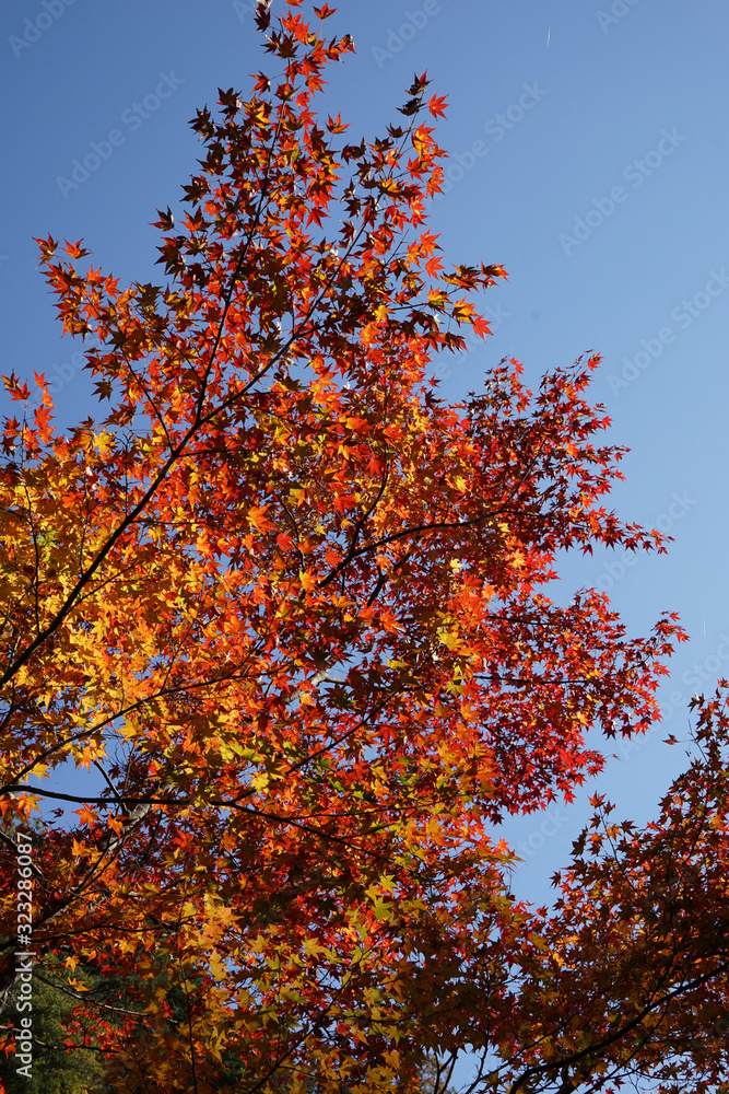 赤く色付いた楓の紅葉