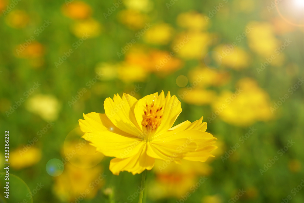 Flowers scene of fresh bloom of yellow Sulfur Cosmos with blurred background - yellow nature garden concept - Floral backdrop and beautiful detail Flowers scene of fresh bloom of yellow Sulfur Cosmos with blurred background - yellow nature garden concept - Floral backdrop and beautiful detail