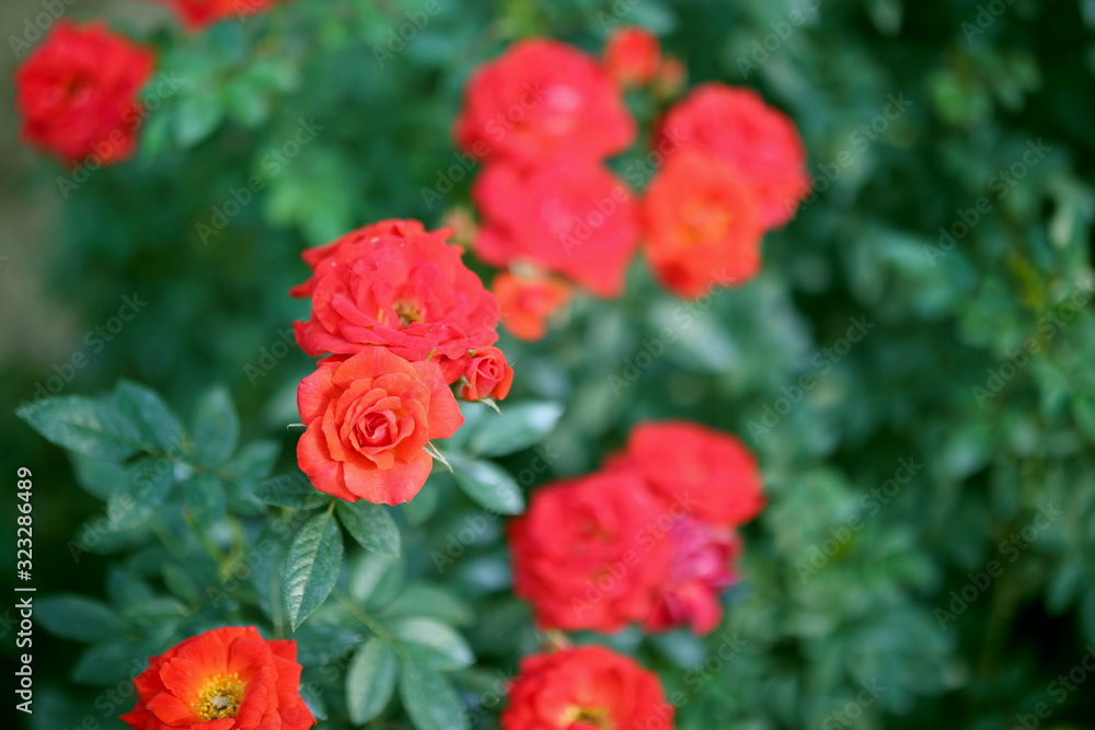 Beautiful colorful roses flower in the garden