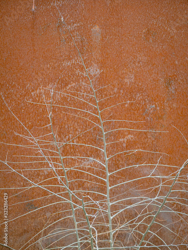 Plant in front of rusty fence