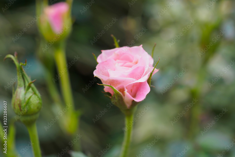 Beautiful colorful pink roses flower in the garden Beautiful colorful pink roses flower in the garden