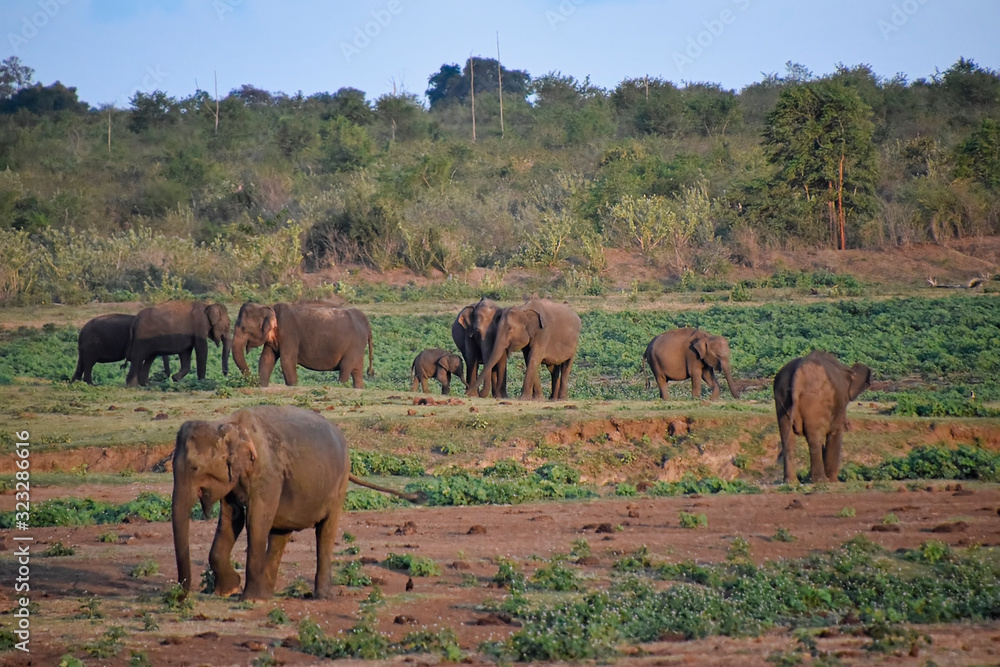Elephant herd scattered across the plains Elephant herd scattered across the plains