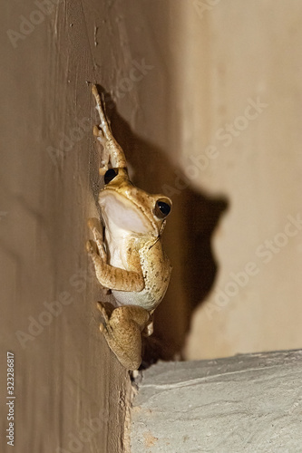Polypedates cruciger, whipping frog sticks to a wall photo