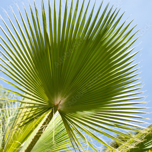 palma liść dzień kontrast