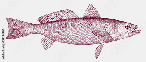 Spotted seatrout cynoscion nebulosus, marine fish from the Atlantic Ocean in side view