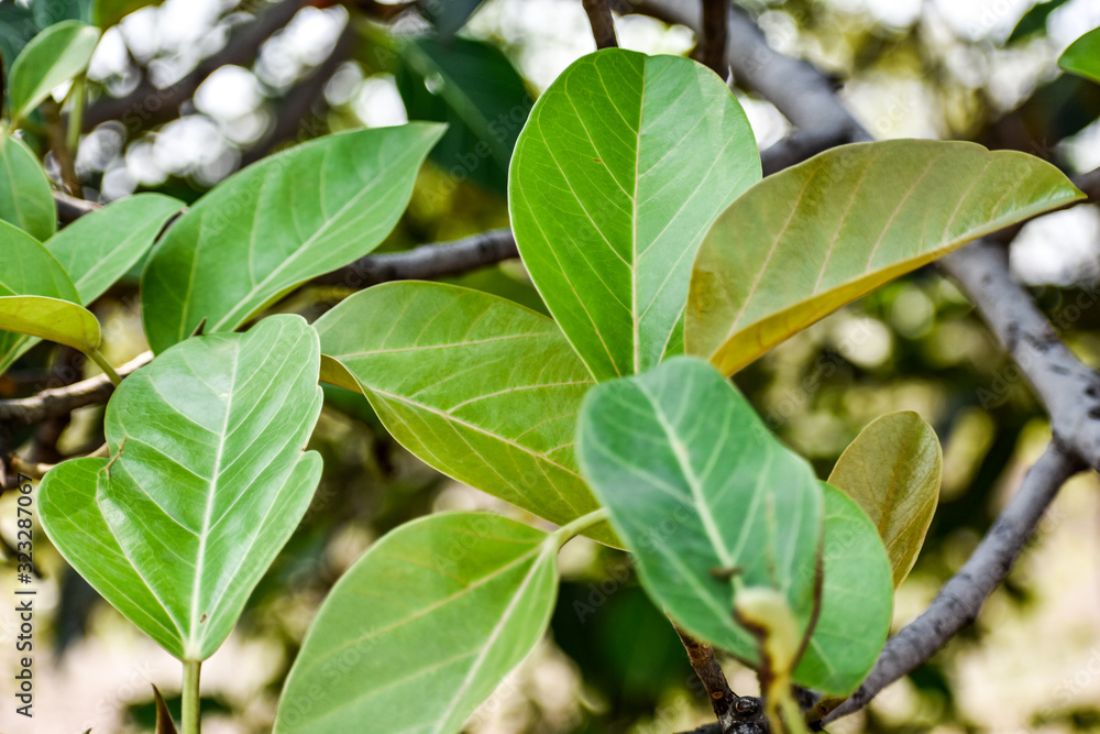Plakat Indian Ficus tree (banyan tree) with leaf and branches ,blur green back ground and top view