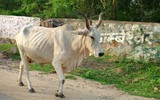 Sacred Indian cow relaxing on the street - a paradise for cattle